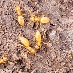 Formicidae (family) at Coree, ACT - 19 Aug 2023