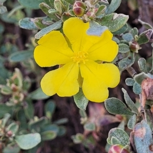 Hibbertia obtusifolia at Coree, ACT - 19 Aug 2023 01:43 PM