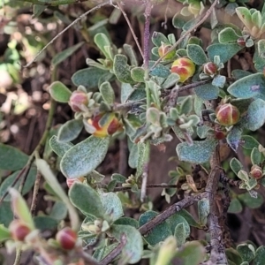 Hibbertia obtusifolia at Coree, ACT - 19 Aug 2023 01:43 PM