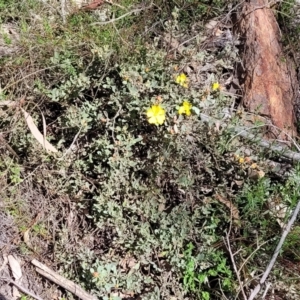 Hibbertia obtusifolia at Coree, ACT - 19 Aug 2023