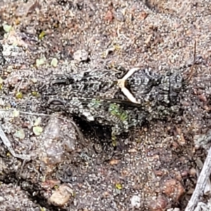 Tetrigidae (family) at Coree, ACT - 19 Aug 2023