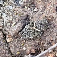 Tetrigidae (family) at Coree, ACT - 19 Aug 2023