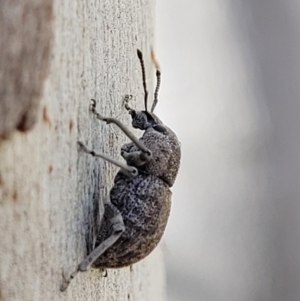 Polyphrades paganus at Coree, ACT - 19 Aug 2023 01:10 PM