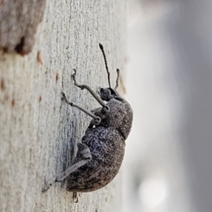 Polyphrades paganus at Coree, ACT - 19 Aug 2023 01:10 PM