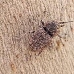 Polyphrades paganus at Coree, ACT - 19 Aug 2023 01:10 PM