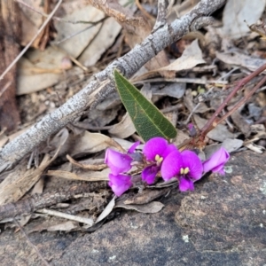 Hardenbergia violacea at Coree, ACT - 19 Aug 2023