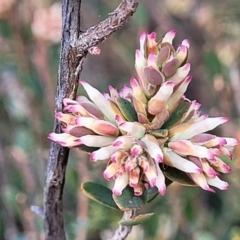 Brachyloma daphnoides (Daphne Heath) at Coree, ACT - 19 Aug 2023 by trevorpreston