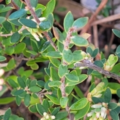 Brachyloma daphnoides at Coree, ACT - 19 Aug 2023 01:03 PM