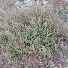 Brachyloma daphnoides at Coree, ACT - 19 Aug 2023 01:03 PM