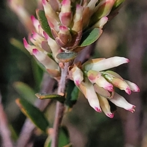 Brachyloma daphnoides at Coree, ACT - 19 Aug 2023 01:03 PM