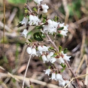 Cryptandra amara at Coree, ACT - 19 Aug 2023 12:59 PM