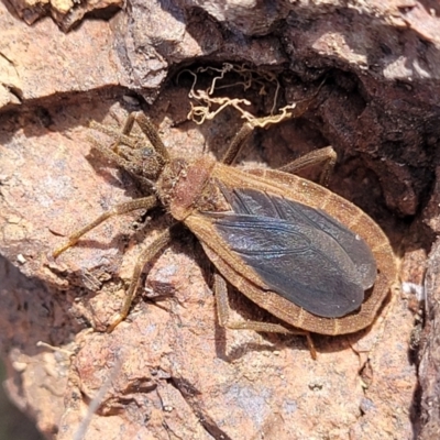 Opistoplatys australasiae (An assassin bug) at Coree, ACT - 19 Aug 2023 by trevorpreston