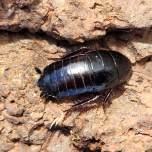 Platyzosteria melanaria at Coree, ACT - 19 Aug 2023