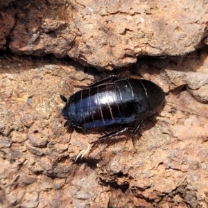 Platyzosteria melanaria at Coree, ACT - 19 Aug 2023