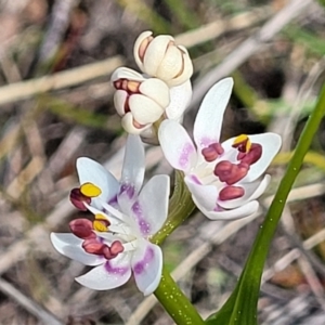 Wurmbea dioica subsp. dioica at Coree, ACT - 19 Aug 2023 12:56 PM