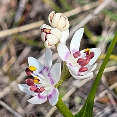 Wurmbea dioica subsp. dioica (Early Nancy) at Coree, ACT - 19 Aug 2023 by trevorpreston