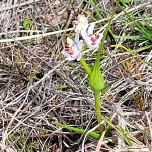 Wurmbea dioica subsp. dioica at Coree, ACT - 19 Aug 2023 12:56 PM