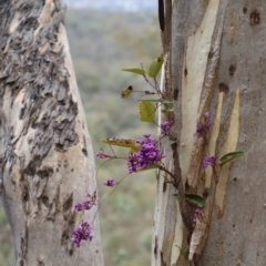 Hardenbergia violacea (False Sarsaparilla) at Canberra Central, ACT - 19 Aug 2023 by JimL