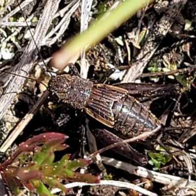 Eurepa marginipennis (Mottled bush cricket) at Coree, ACT - 19 Aug 2023 by trevorpreston