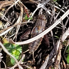 Eurepa marginipennis at Sherwood Forest - 19 Aug 2023 12:56 PM