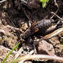 Eurepa marginipennis at Sherwood Forest - 19 Aug 2023 12:56 PM