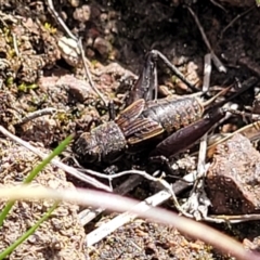 Eurepa marginipennis at Sherwood Forest - 19 Aug 2023 12:56 PM