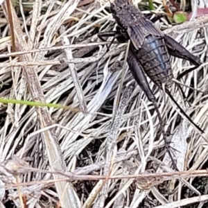 Eurepa marginipennis at Sherwood Forest - 19 Aug 2023 12:56 PM