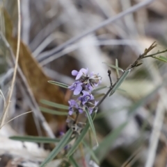 Hovea heterophylla (Common Hovea) at Canberra Central, ACT - 18 Aug 2023 by JimL