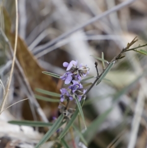 Hovea heterophylla at Canberra Central, ACT - 19 Aug 2023 09:12 AM