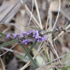 Hovea heterophylla at Canberra Central, ACT - 19 Aug 2023