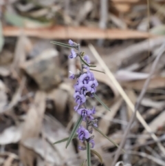 Hovea heterophylla at Canberra Central, ACT - 19 Aug 2023 09:12 AM