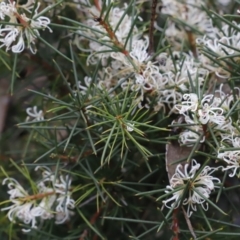 Hakea decurrens subsp. decurrens (Bushy Needlewood) at Canberra Central, ACT - 18 Aug 2023 by JimL