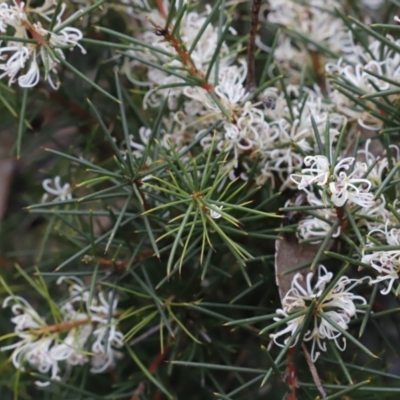 Hakea decurrens subsp. decurrens (Bushy Needlewood) at Canberra Central, ACT - 18 Aug 2023 by JimL