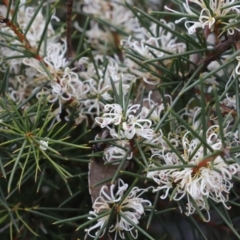 Hakea decurrens subsp. decurrens at Canberra Central, ACT - 19 Aug 2023