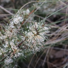 Hakea decurrens subsp. decurrens at Canberra Central, ACT - 19 Aug 2023