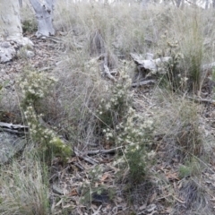 Hakea decurrens subsp. decurrens at Canberra Central, ACT - 19 Aug 2023