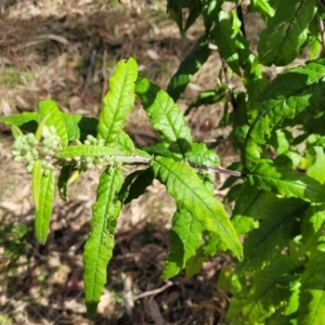 Olearia lirata at Coree, ACT - 19 Aug 2023