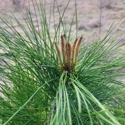 Pinus radiata (Monterey or Radiata Pine) at Coree, ACT - 19 Aug 2023 by trevorpreston