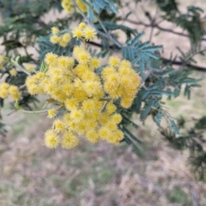 Acacia dealbata subsp. dealbata at Coree, ACT - 19 Aug 2023 12:48 PM