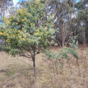 Acacia dealbata subsp. dealbata at Coree, ACT - 19 Aug 2023 12:48 PM