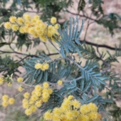 Acacia dealbata subsp. dealbata at Coree, ACT - 19 Aug 2023 12:48 PM