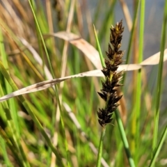 Carex appressa (Tall Sedge) at Coree, ACT - 19 Aug 2023 by trevorpreston