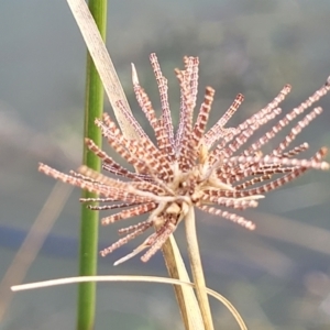 Cyperus eragrostis at Coree, ACT - 19 Aug 2023