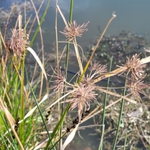 Cyperus eragrostis at Coree, ACT - 19 Aug 2023 12:45 PM