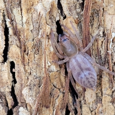Clubiona sp. (genus) (Unidentified Stout Sac Spider) at Coree, ACT - 19 Aug 2023 by trevorpreston
