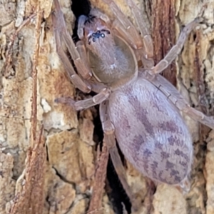 Clubiona sp. (genus) at Coree, ACT - 19 Aug 2023