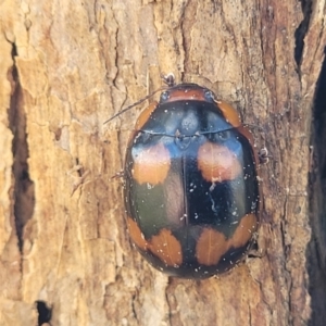 Paropsisterna beata at Coree, ACT - 19 Aug 2023