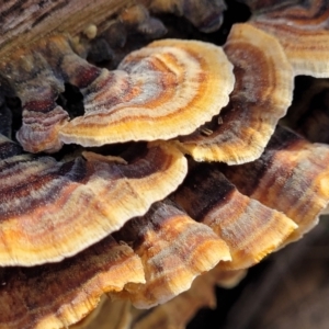 Trametes versicolor at Sherwood Forest - 19 Aug 2023