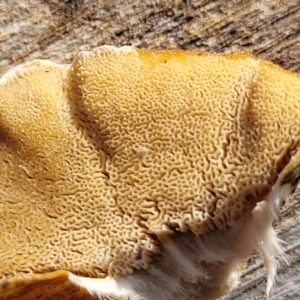 Trametes versicolor at Sherwood Forest - 19 Aug 2023