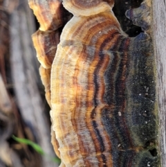 Trametes versicolor at Sherwood Forest - 19 Aug 2023